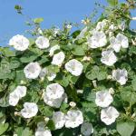 Fleurs - Ipomée Géante Blanche - face recto